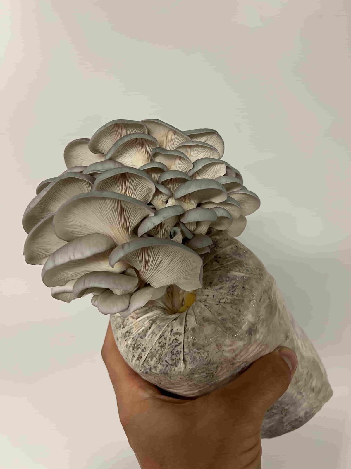 Blue oyster mushrooms fruiting from a Shroom Brothers grow log