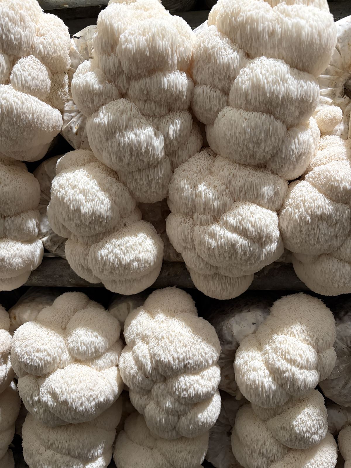 Racks of lion's mane fruiting at the Shroom Brothers farm