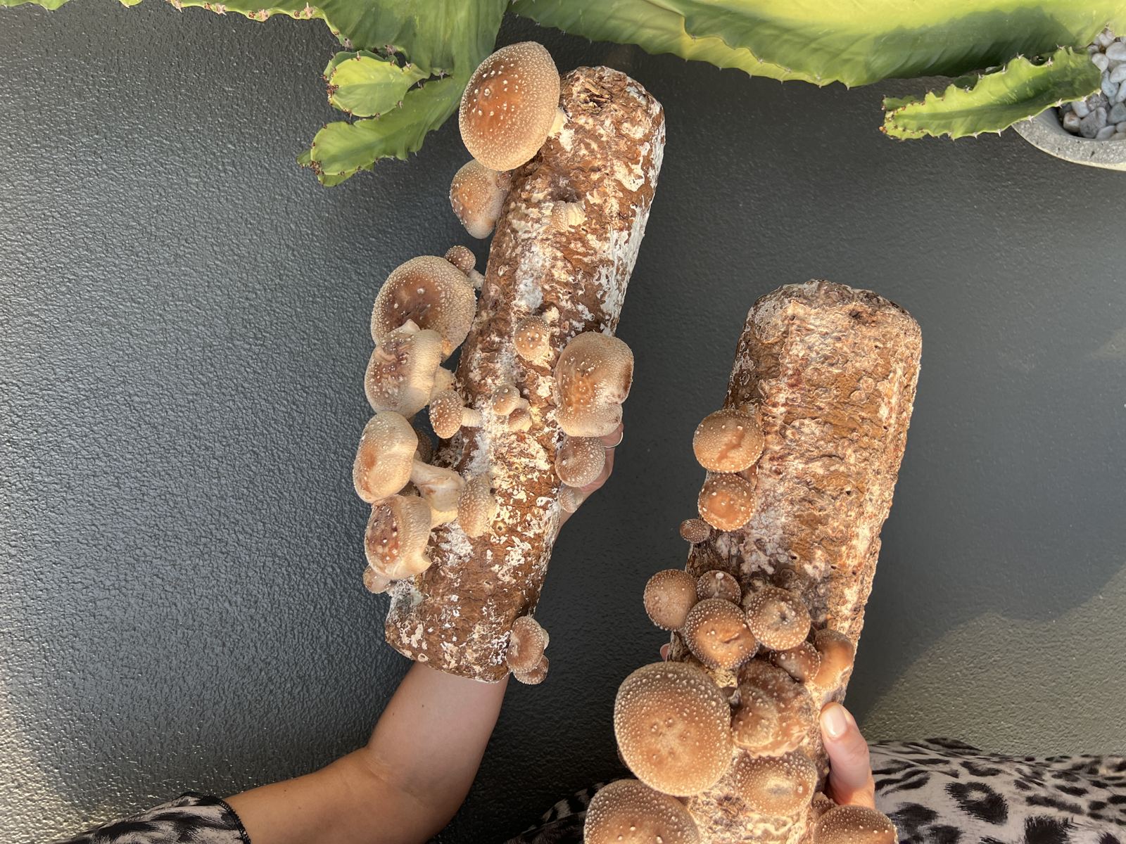 Shiitake mushrooms fruiting from Shroom Brothers grow logs